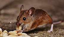 24 Hour & Emergency Exterminators in Sidney, NE